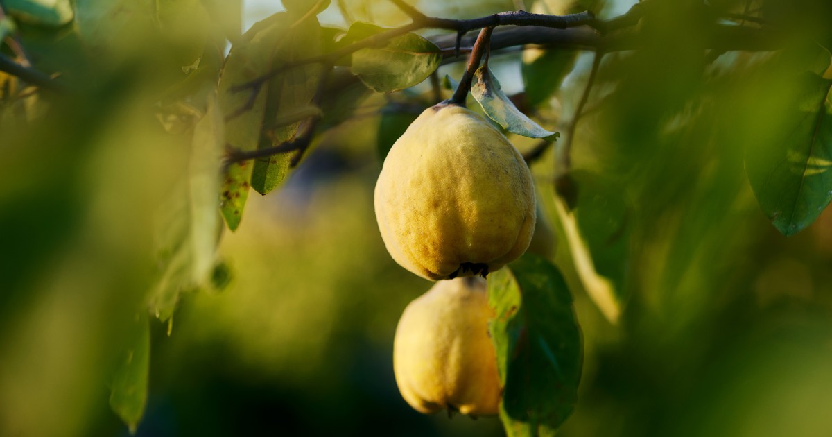 Descubre la fruta que más se lleva este otoño - Helios