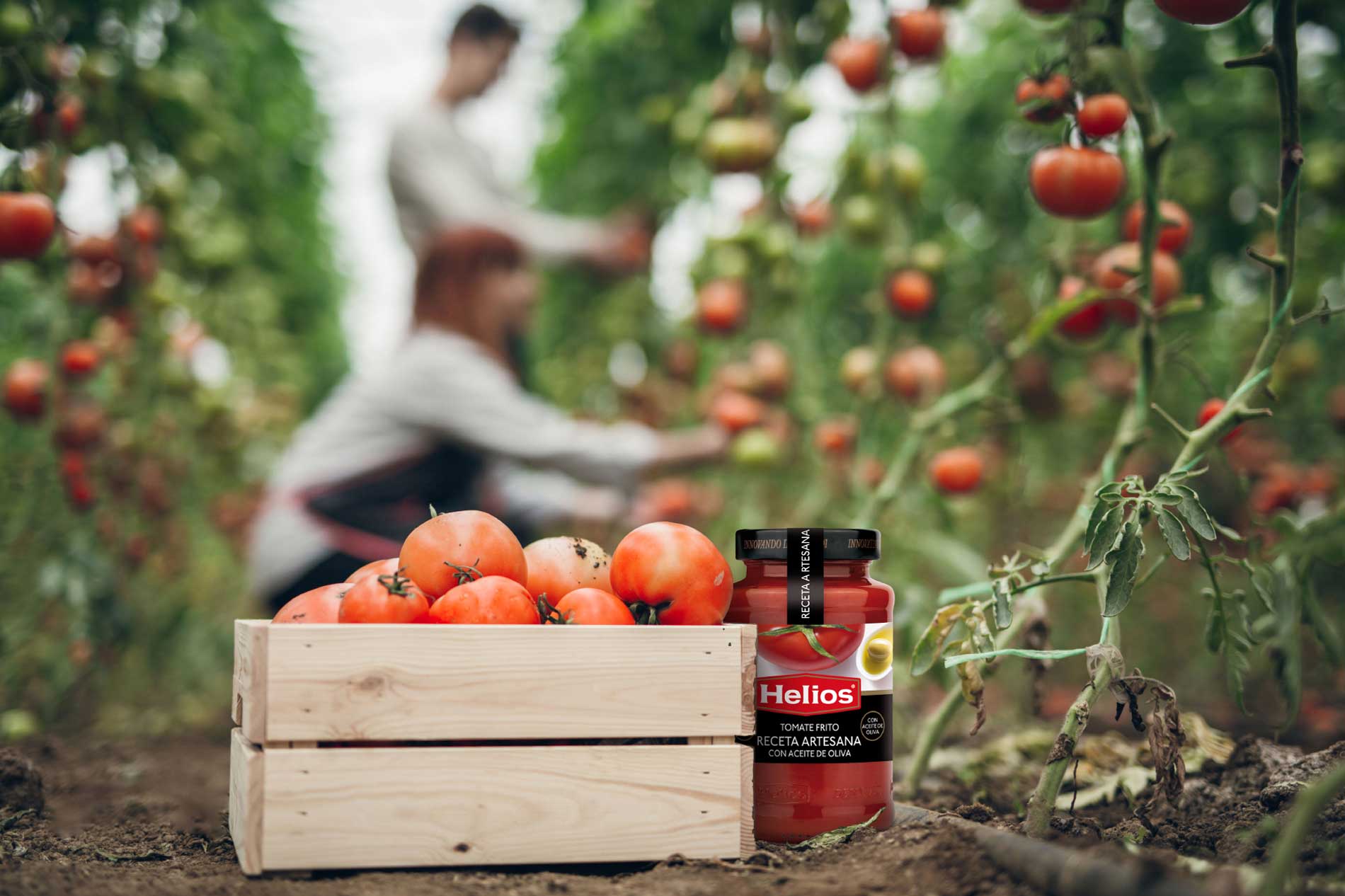 ¿El tomate es fruta o verdura?🍅🍅 Helios
