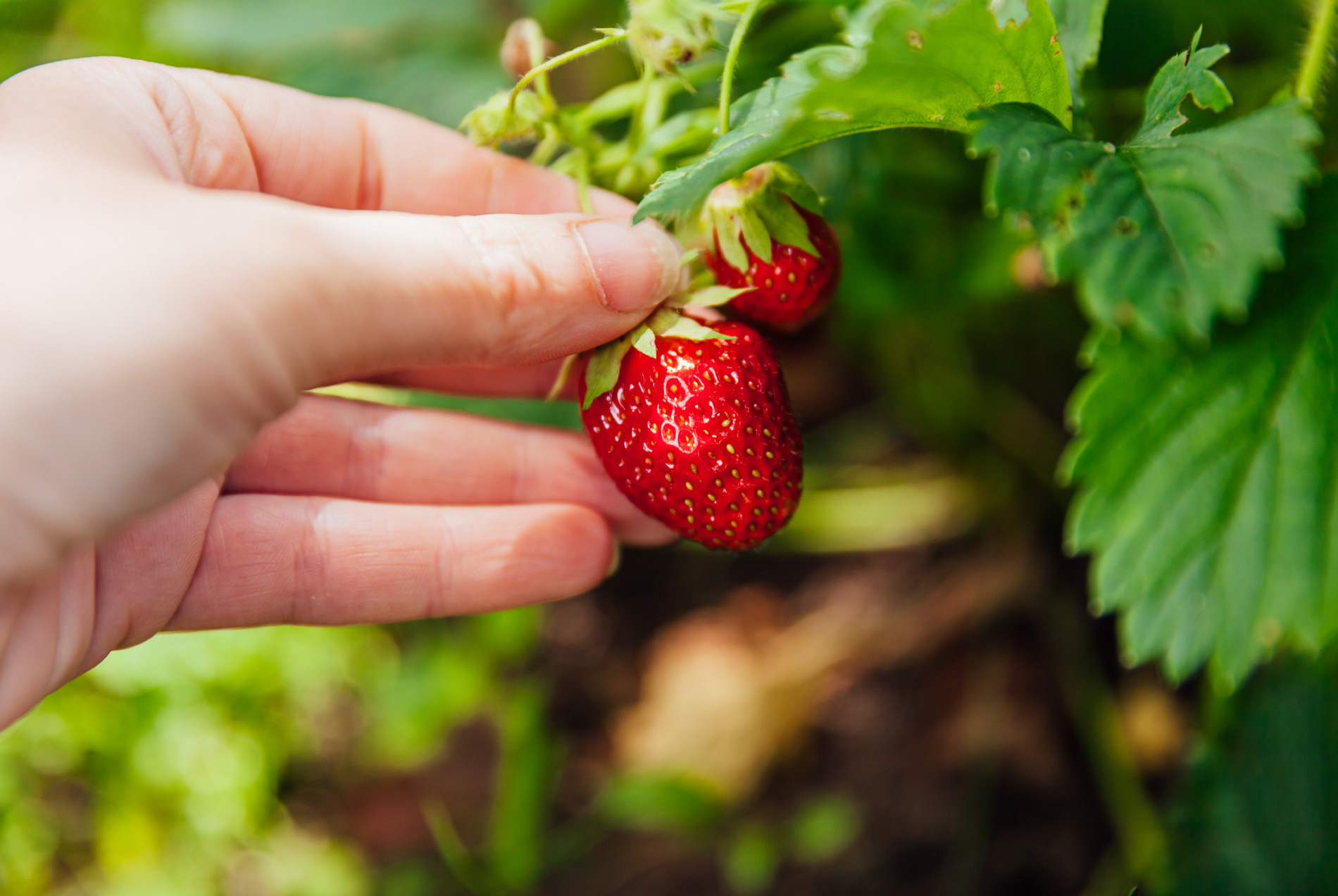 ¿La Fresa Es Un Fruto?