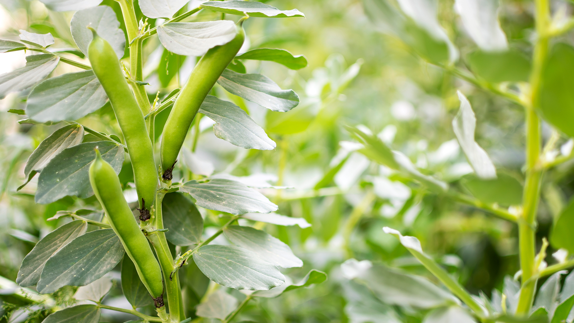¿Las habas son legumbres o verduras? Helios