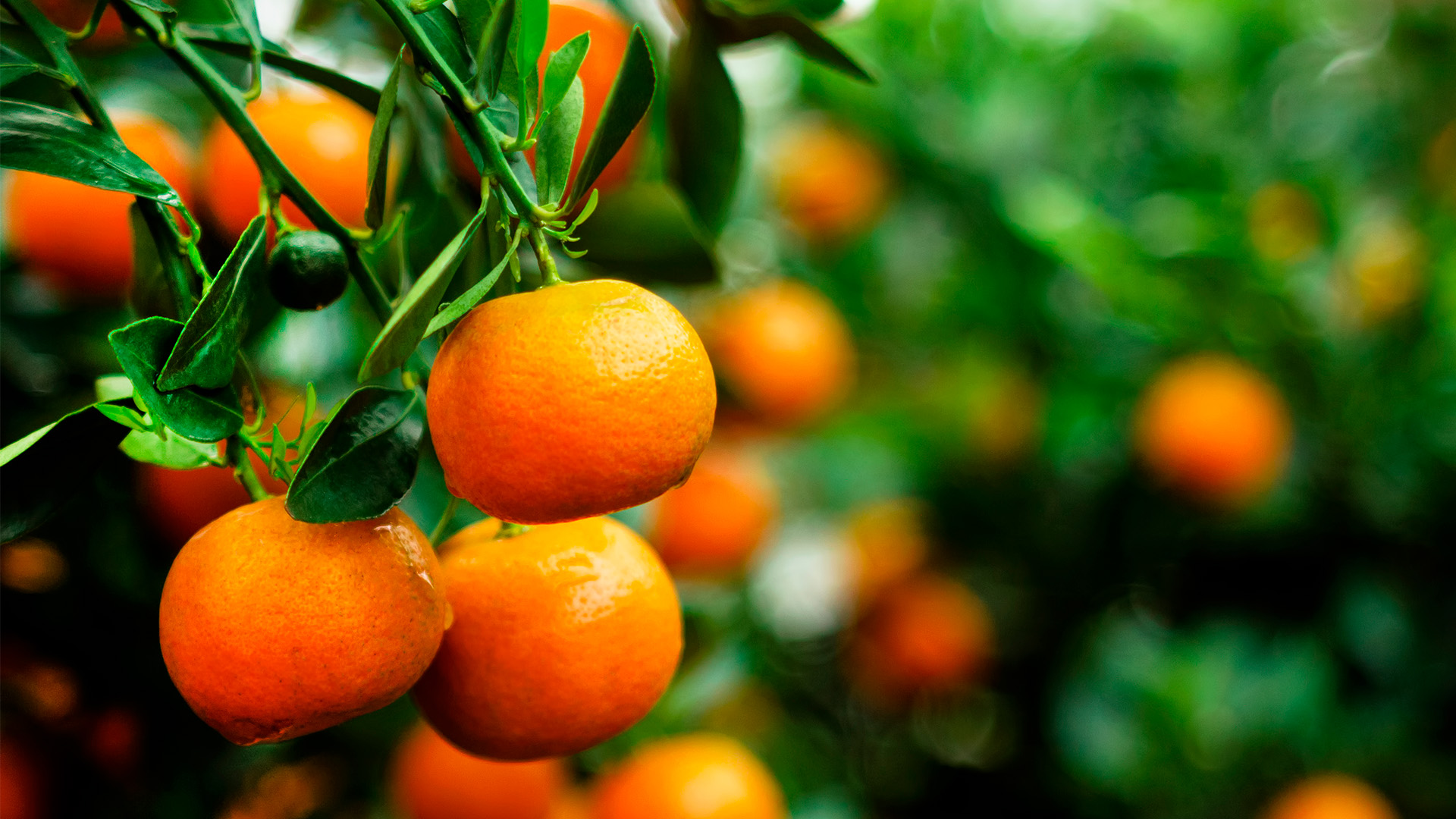 ¿Qué hace tan irresistible a la mandarina? Helios